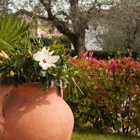 Mimosa Apartamento
